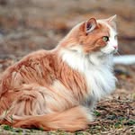 @robinpelt_snowclan.rp - Instagram