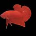Ruben Bettafish - Facebook
