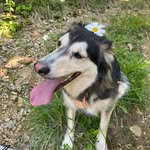 Robin petit chien avec un Mega-Oesophage - @robinm_o - Instagram