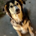 ROBIN petit chien avec un MO - @robinpetitchienavecunmo - Instagram