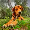 Robin Petrus820 - @robinpetrus820 - TikTok