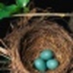@robinpitman - Instagram