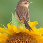 Robin Platt - @hummingbird_143 - Instagram
