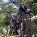 robin - @robin.elpointer - Instagram