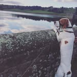 Robinson Pointers - @robinsonpointers - Instagram
