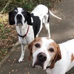Roxy & Alfie Robinson - @robinson_pointers - Instagram