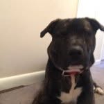 Batman Robin Pullen - @batman_the_pitty - Instagram