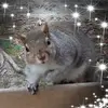 Robin Pullen979 - @robinshp1348 - TikTok