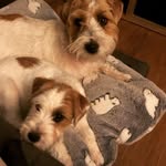@quillo_robin_oncetartessos - Instagram