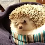 Robin Quilliams - @lifeofrobinquilliams - Instagram