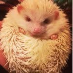 Robin Quilliams 🐽🍍 - @robinquilliams - Instagram