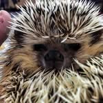 Robin, the hedgehog - @therobinquilliams - Instagram