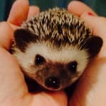Sir Robin Quilliams - @robin_quilliams - Instagram