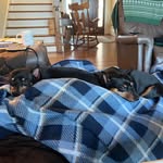Robin Raley - @mom_of_minpins - Instagram