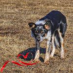 Robin Reasoner - @birdiebc - Instagram