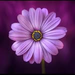 Robin Rhoades - @robinrhoades1 - Instagram