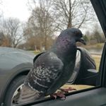 Robin Ridley - @ridleyrobin - Instagram