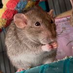 @robinrodents - Instagram