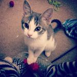 Robin Rohrer - @m3lody_the_kitty - Instagram