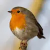 Robins_Rule - @robins_rule - TikTok