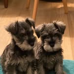 Robin and Rupert - @robinandrupert - Instagram