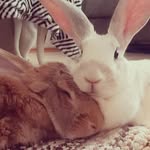 Robin&Mila🇪🇪 - @robinrupert_and_mila - Instagram