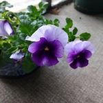 Robin Sams - @robinasams - Instagram