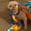 Robin Schenk - @robin.schenk2 - TikTok