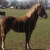 Robin Searles - Facebook