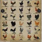 Robin Shields - @southtexaschickenhouse - Instagram