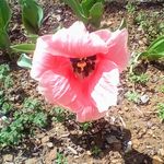 Robin Shultz - @rmshultz921 - Instagram