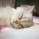 Robin The British Longhair - @robin.silver.cat - Instagram