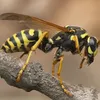 Robin Simon - @wildwasp3 - TikTok