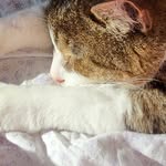 Robin Spiller - @beepers2024 - Instagram