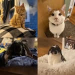 Winnie, Eeyore, Tigger, and Christopher Robin! - @100acrewoodspets - Instagram