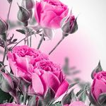 robin stucker - @robinstucker564 - Instagram