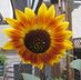 Robin Sullivan - Facebook