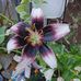 Robin Sumner Faust - Facebook