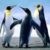 Sumnerpip - @robinsumner8 - TikTok