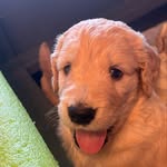Robin Tanner-Hoskinson - @tannerbrookfarm - Instagram