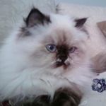 Robin Tiede - @raefredcats - Instagram