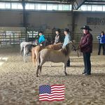 Robin Tolbert Dovgan - @snottyhorses - Instagram