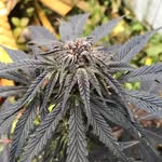 Robinstone Inc. - @robinstoner420 - Instagram