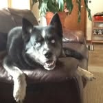 Robin Treusch - @treuschrobin - Instagram