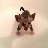 RobinTrevino - @khalimxyeny - TikTok
