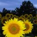 Robin Trimble - Facebook