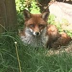 Robin Tryon - @foxcubnews - Instagram