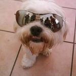 Robin Turley - @rtwookieduke - Instagram