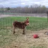 robinulrich1 - @robinulrich1 - TikTok