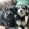 Robin y Vela - @robinyvela - TikTok